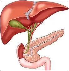 Quel est le seul organe du corps humain capable de se régénérer naturellement ?