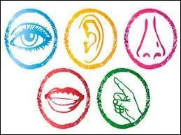 Quels sont nos cinq sens ?