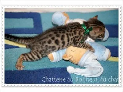 Que signifient les initiales L.O.O.F. ?