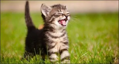 Comment s'appelle le cri du chat ?