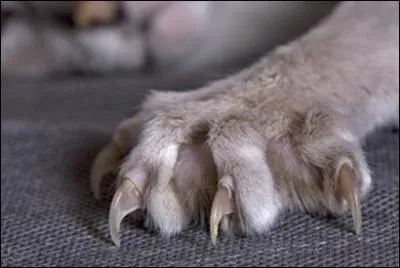 Comment se nomment les "ongles" du chat ?