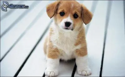 Maintenant, le chien... Le chien est :