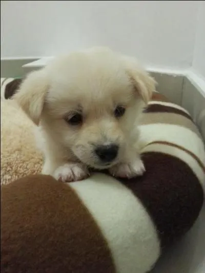 Quelle est la temp&eacute;rature normale corporelle du chien ?