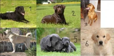 Comment s'appellent les diff&eacute;rentes couleurs des chiens ?