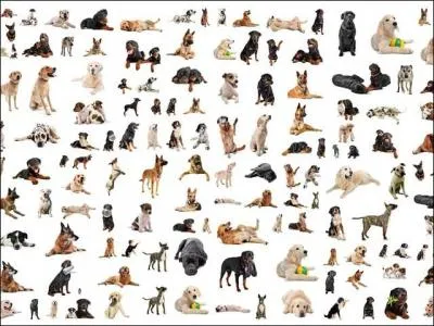 Combien existe-t-il de races de chiens ?