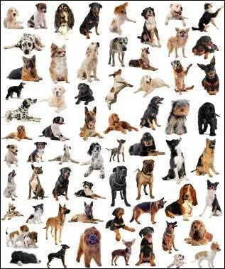 Quelles sont les 4 cat&eacute;gories de races de chiens ?