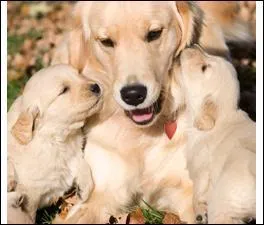 La chienne est en chaleur :