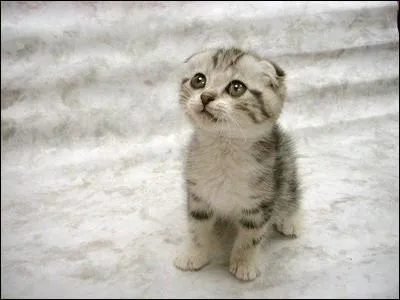 Le chat a environ 250 os :