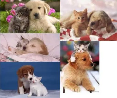 Et pour finir, le chien et le chat peuvent-ils cohabiter et bien s'entendre ?