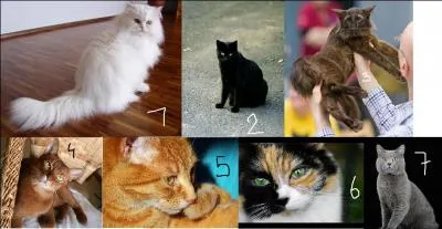 Comment s'appellent les diff&eacute;rentes robes de chats ?