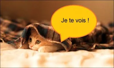 Le champ de vision du chat est de :