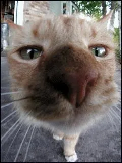 L'odorat du chat est :