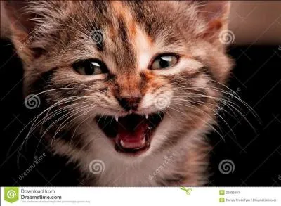 Comment appelle-t-on les longs poils pr&eacute;sents sur les moustaches, sur les pattes, sous le menton et sur les sourcils des chats ?