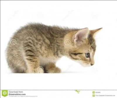 Le chat a un sixi&egrave;me sens. Comment s'appelle-t-il ?