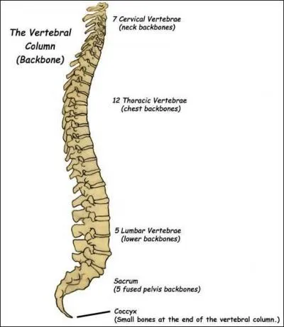 Ça fait mal quand on se le casse c'est le...