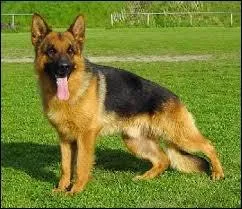 Quelle est la race de ce chien ?