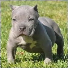 Quelle est la race de ce chien ?