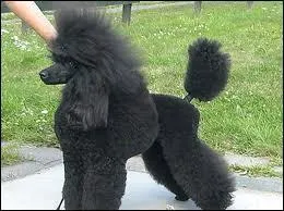 Quelle est la race de ce chien ?