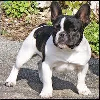 Quelle est la race de ce chien ?