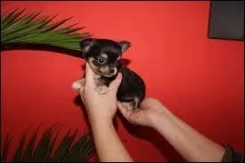 Quelle est la race de ce chien ?