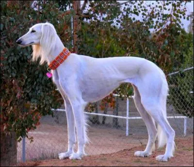 À quelle race ce chien appartient-il ?