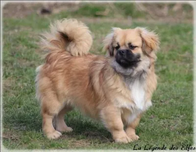 À quelle race ce chien appartient-il ?