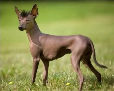 À quelle race ce chien appartient-il ?