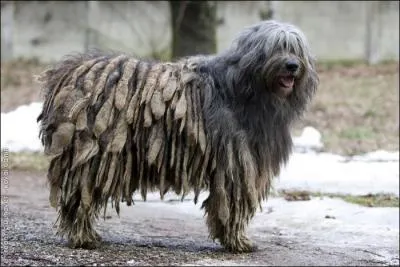 À quelle race ce chien appartient-il ?