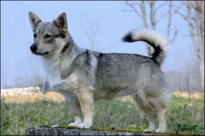 À quelle race ce chien appartient-il ?