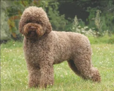 À quelle race ce chien appartient-il ?