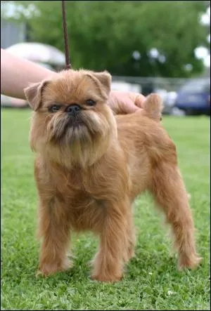 À quelle race ce chien appartient-il ?