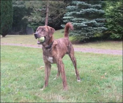 À quelle race ce chien appartient-il ?
