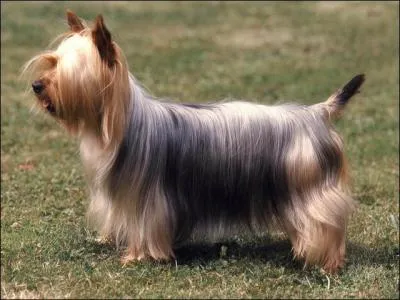 À quelle race ce chien appartient-il ?