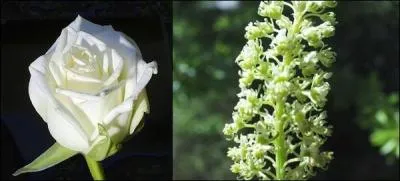 Qui a écrit "La rose et le réséda" ?