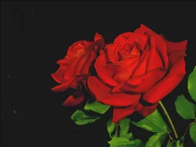 A qui appartient l'album "Des roses et des orties" ?