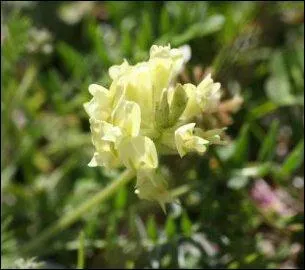Avec cette question, vous allez tomber sur os ! Je vous demande de reconnaître cette fleur et de me dire quel auteur a écrit un roman du même nom ?