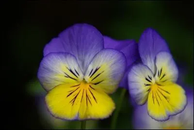 A quel écrivain songez-vous en regardant cette image ?
