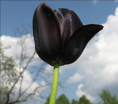 A quel film de Christian-Jacque vous fait penser cette illustration ?