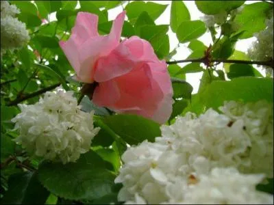 Lequel de ces chanteurs a interprété "Mon amant me délaisse, au gué vive la rose" ?