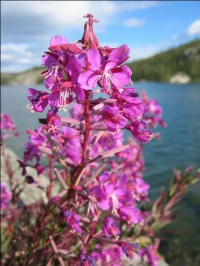 Sous quel autre nom le laurier de Saint-Antoine est-il connu ?