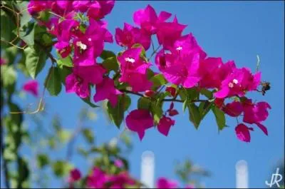 Ces fleurs doivent leur nom à Louis-Antoine de Bougainville, qui était-il ?