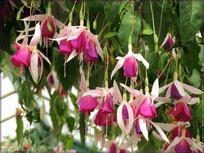 Que sont ces fleurs ?