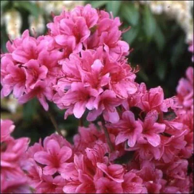 Dans l'émission enfantine "Le manège enchanté", qui porte un nom de fleur ?