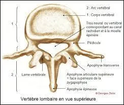 Anatomie - Combien compte-t-on de vertèbres lombaires chez l'être humain ?