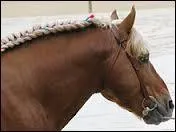 Chevaux  Le Comtois est surtout un cheval :