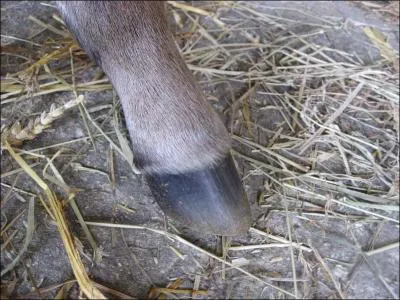 Que signifie l'expression "Pas de pieds, pas de cheval" ?