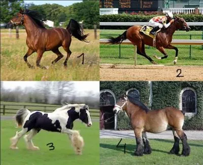 Quelles sont ces différentes races de chevaux ?