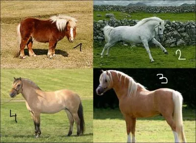 Quelles sont ces différentes races de poneys ?
