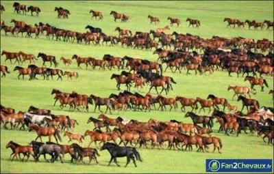 Le cheval est un animal :