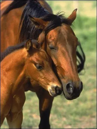 Quelle est la durée de gestation d'une jument ?